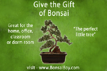 Bonsai Boy