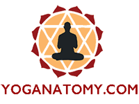 Yoganatomy